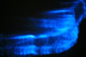 blue plankton three.jpg